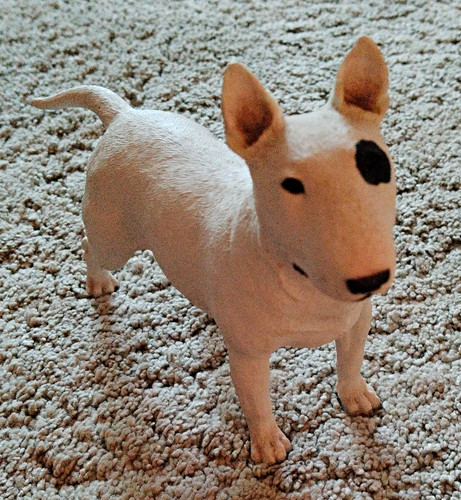 Bull terrier dog - bull,