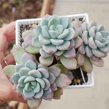 Winter Clearance - Echeveria