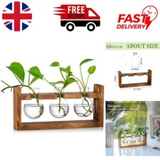 Chic bulb vase terrarium with - vase,
