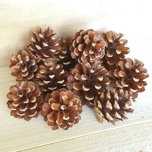 Organic medium pine fir - medium,