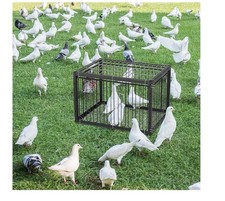 43cm Bird Cage with Escape