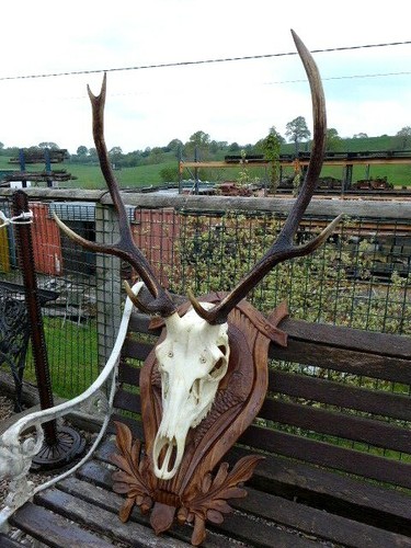 Red deer stag antlers - red,