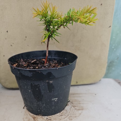 English yew conifer tree - english, taxus