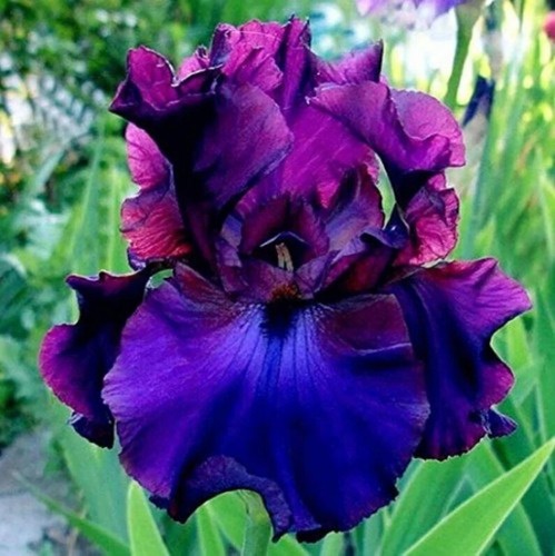 50pcs heirloom iris seeds - 50pcs,