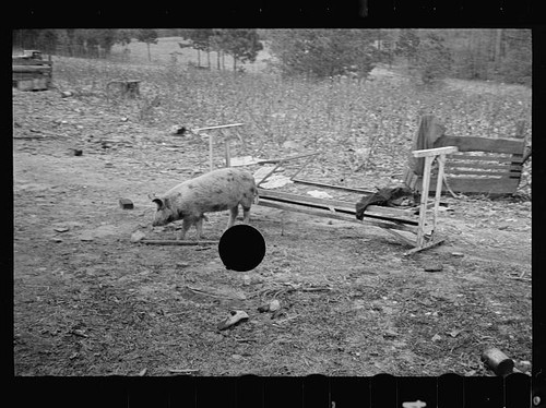 Photo 1930s farm - photo:1930s,