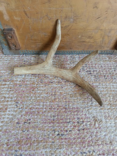 Vintage deer stag antler - vintage, horn
