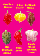 Worlds HOTTEST Chilli - 6