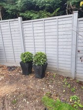 Shaped Potted Bay Trees X2