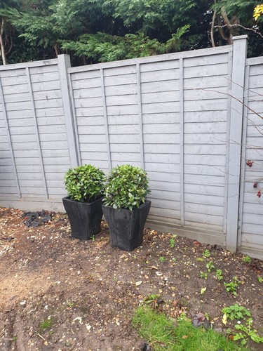 Shaped potted bay trees - bay,