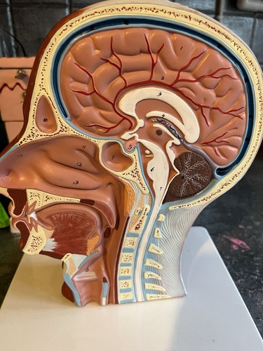 Human head brain - human, &