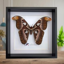 Insectrum Framed Attacus Atlas