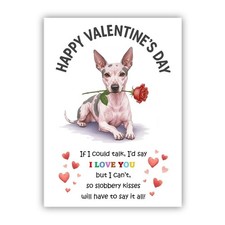 American hairless terrier dog - hairless,