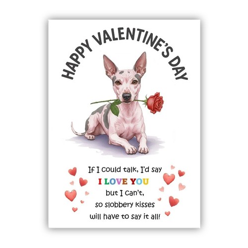 American hairless terrier dog - hairless,