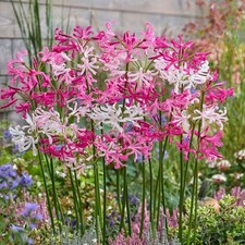 10 x Nerine Pink and White