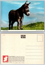Vintage John Hinde Postcard