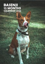 Basenji A3 2026 Calendar
