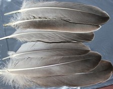 Fly Tying Grey Goose Herl