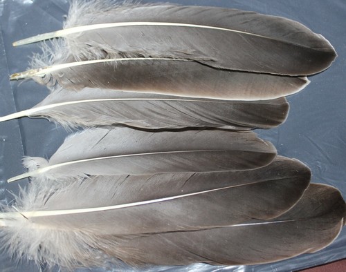 Fly tying grey goose herl - grey,
