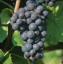 Pinot Noir Grape Plant 1 STICK CUTTING