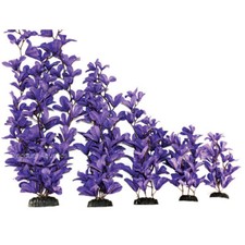PURPLE BLEHERI  SILK AQUARIUM