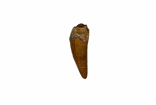 Genuine spinosaurus - genuine,