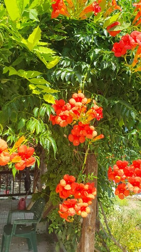 Campsis radicans trumpet - campsis, (trumpet