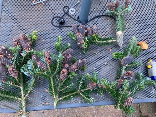 Abies koreana small fir - koreana,