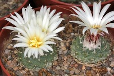 Strombocactus Disciformis 'Spinning Top Cactus' Seeds