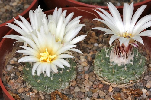 Strombocactus disciformis - strombocactus,