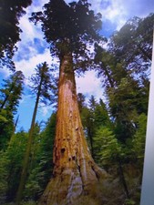 COASTAL REDWOOD  SEEDS