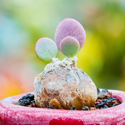 2cm succulent cactus - 1.5-2cm, plant