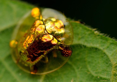 Golden tortoise beetle glossy - golden,