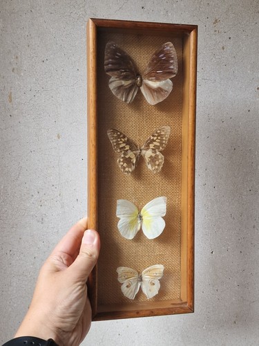 Vtg entomology butterfly - vtg,