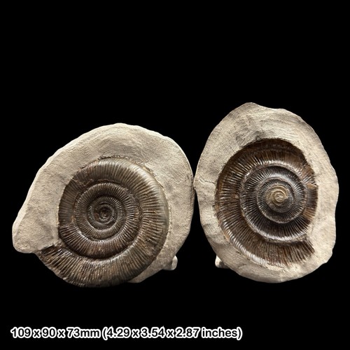 Grade dactylioceras - aa,
