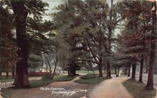 FAMILY HISTORY POSTCARD - Miss