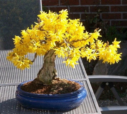 Weeping forsythia seeds - 10,