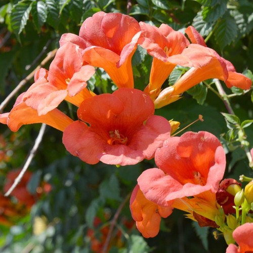 Campsis radicans trumpet - campsis,