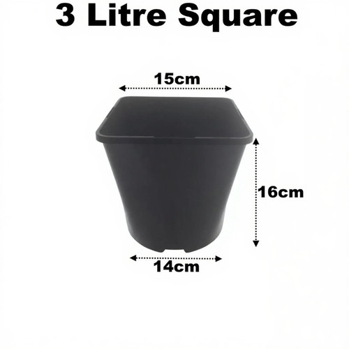 Litre square plant - 3,