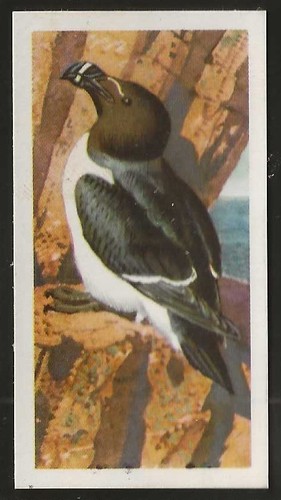 Brooke bond bird - brooke,