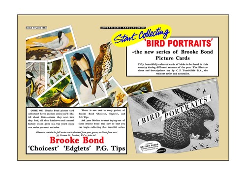 Brooke bond advert adobe - brooke, advert.