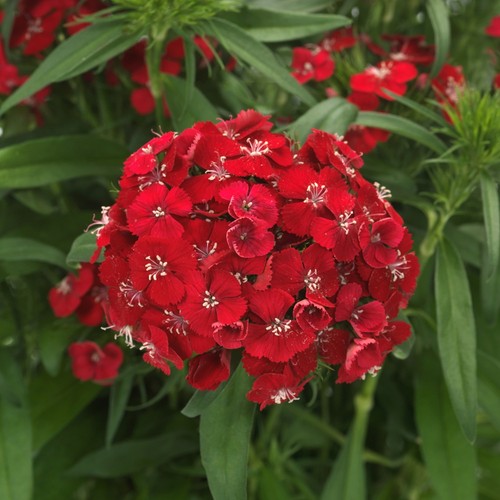 Dianthus dart scarlet fragrant - dart,