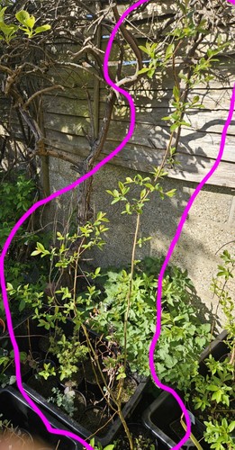 Willow tree sapling year old - willow,