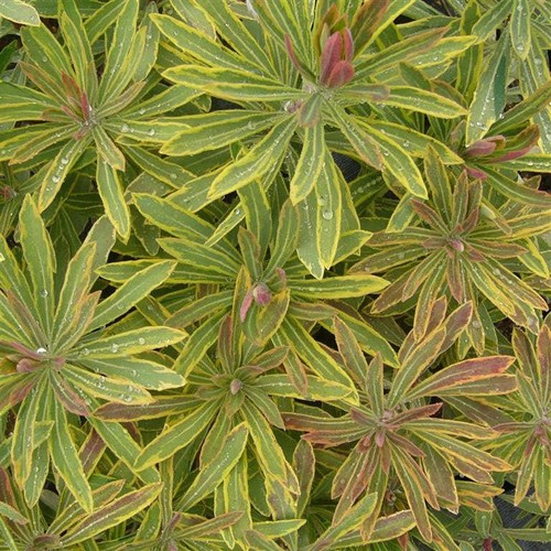 Euphorbia ascot rainbow - euphorbia, ‘ascot