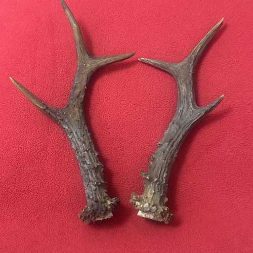 Pair roe deer - pair, antlers