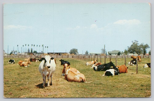 Southern california dairy farm - southern,