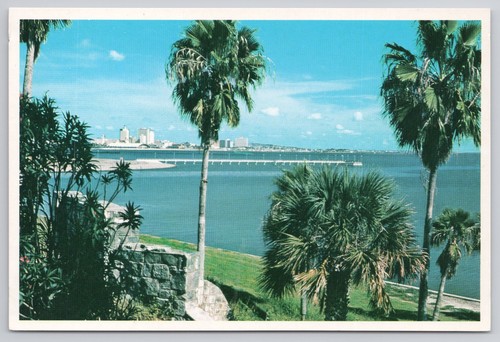 Corpus christi palm trees - corpus,