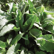 Thompson & Morgan Comfrey Herb