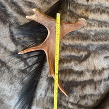 Moose Antler, naturally shed