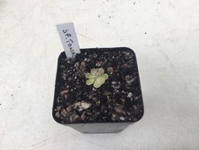 Pinguicula Sp. Tonala