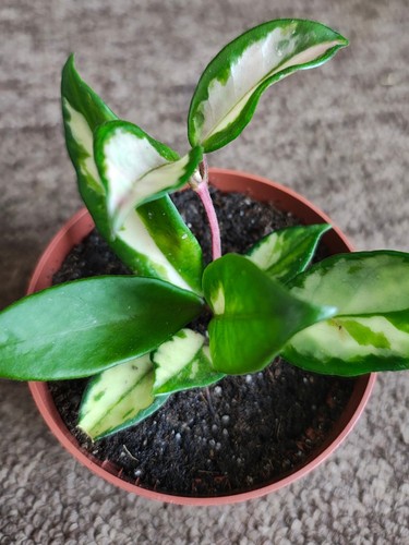 Hoya carnosa tricolour young - carnosa,